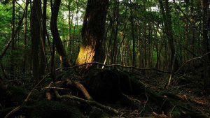 Aokigahara